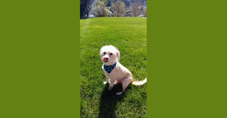 Photo of Cooper, a Miniature Pinscher, Chihuahua, Poodle (Small), Pomeranian, and Mixed mix in Redlands, CA, USA