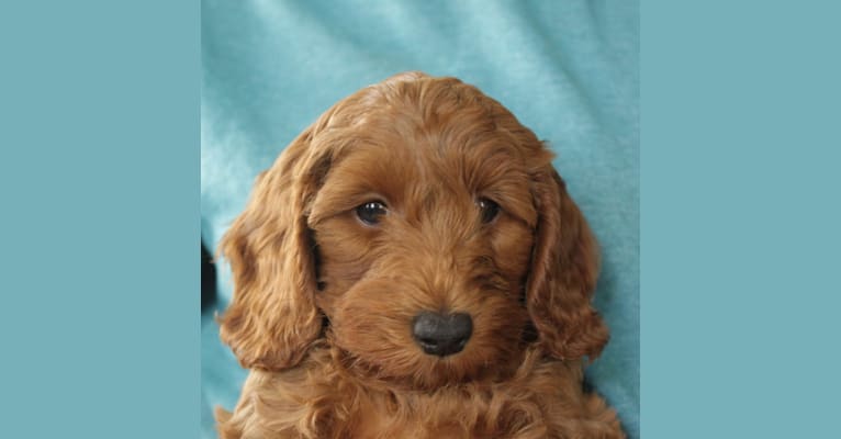 Newton, a Poodle (Small) and English Cocker Spaniel (Working Type) mix tested with EmbarkVet.com