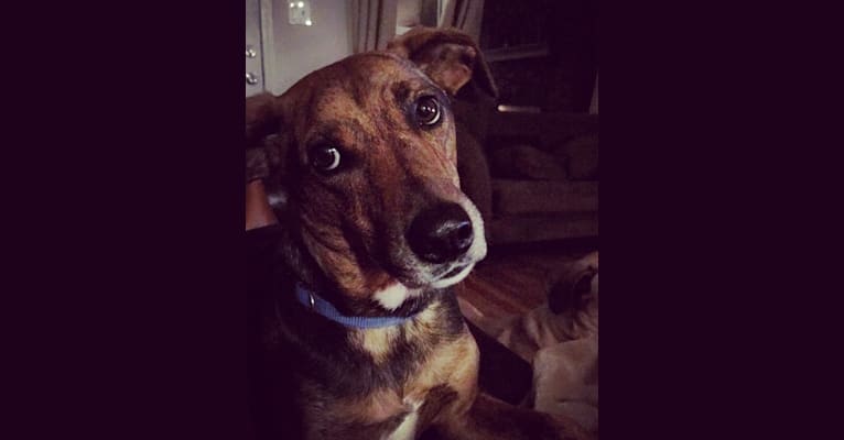 Photo of Hank, a Mountain Cur  in St. Louis, Missouri, USA
