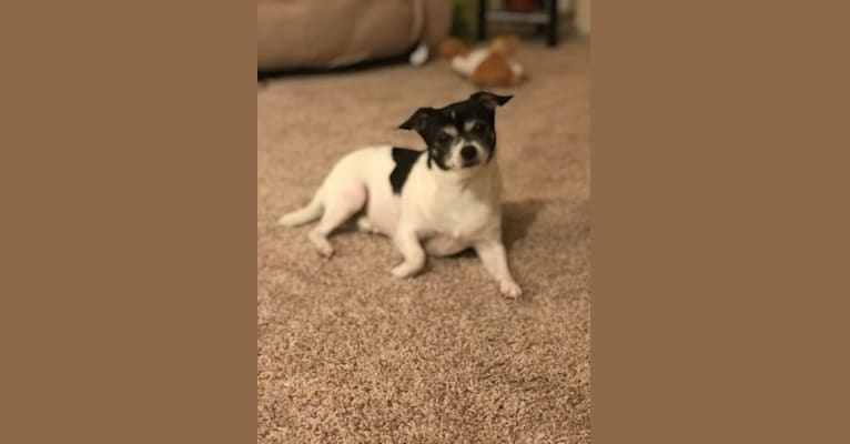 Leo, a Chihuahua tested with EmbarkVet.com