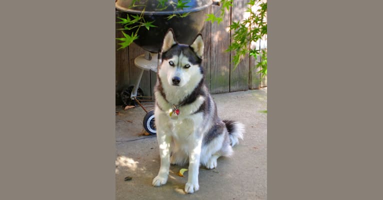 Photo of Nala, a Siberian Husky  in Sacramento, California, USA