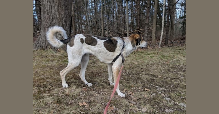 Treeing walker coonhound great pyrenees mix sales