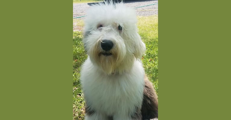 Andy, an Old English Sheepdog tested with EmbarkVet.com