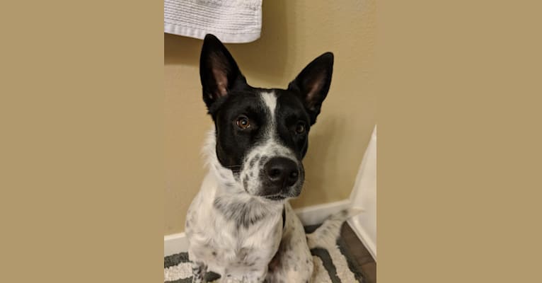 Archer, an Australian Cattle Dog and Border Collie mix tested with EmbarkVet.com