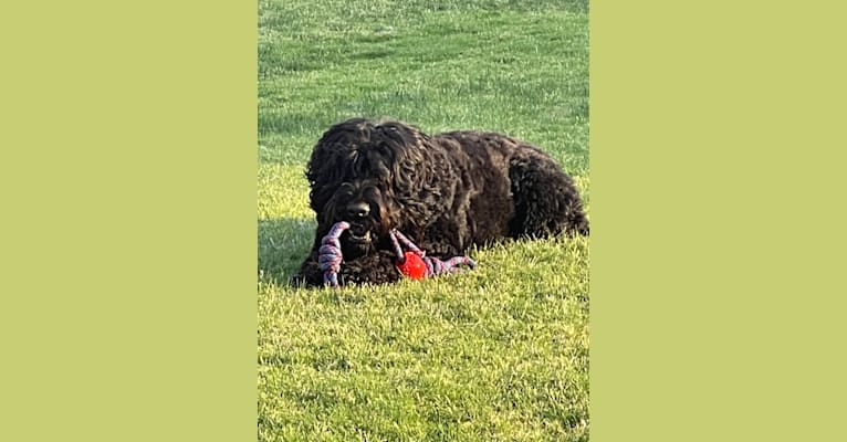 Photo of Midnightsolo Liam Blanton, a Black Russian Terrier  in London, ON, Canada