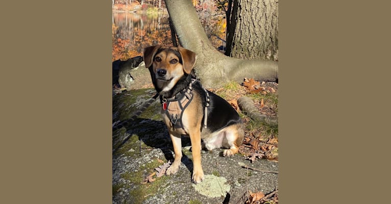 Jackson, a Basset Hound and German Shepherd Dog mix tested with EmbarkVet.com