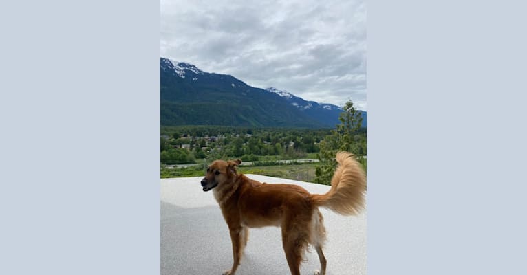 Bika, a South Asian Village Dog tested with EmbarkVet.com