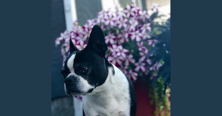Chloe, a Boston Terrier tested with EmbarkVet.com