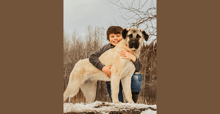 Daisy Duke, an Anatolian Shepherd Dog tested with EmbarkVet.com