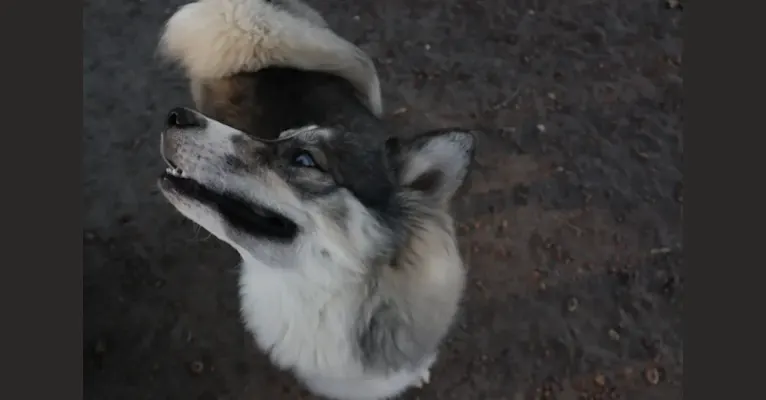 Photo of Iroh, a Siberian Husky 