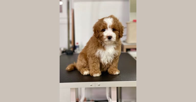 Whiskey, a Bernedoodle tested with EmbarkVet.com