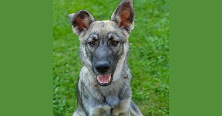 Gustav, a Siberian Husky and German Shepherd Dog mix tested with EmbarkVet.com