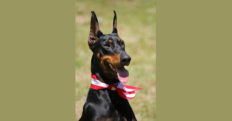 Doberman genetic testing outlet