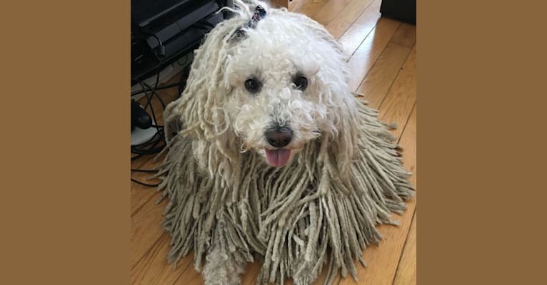 Pogacs, a Puli tested with EmbarkVet.com