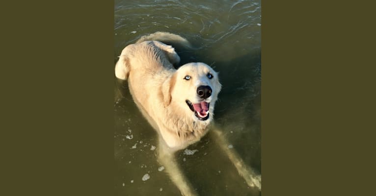 Riggs, a Labrador Retriever and German Shepherd Dog mix tested with EmbarkVet.com