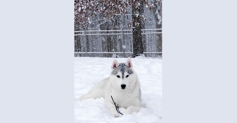 Enya, a Siberian Husky tested with EmbarkVet.com