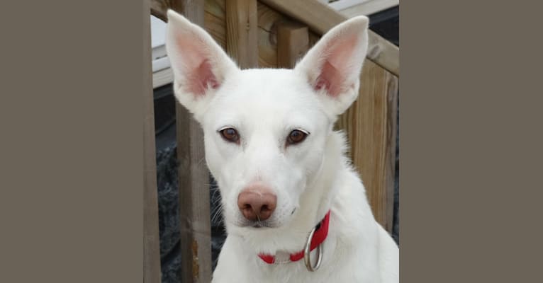 Snow, a Siberian Husky and Doberman Pinscher mix tested with EmbarkVet.com