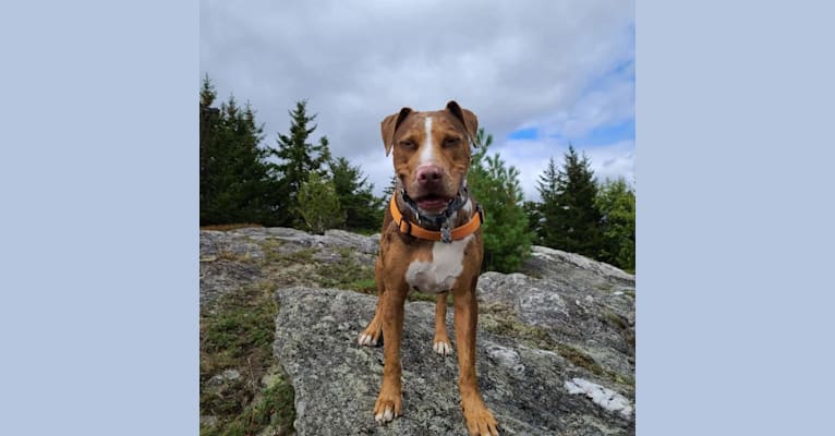 Photo of Loki, an American Pit Bull Terrier, Labrador Retriever, German Shepherd Dog, American Staffordshire Terrier, and Mixed mix in Humane Society of the Delta, Phillips Road 300, Helena, AR 72342, USA