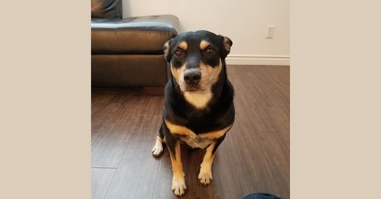 Ruffio, an Australian Cattle Dog and Portuguese Podengo mix tested with EmbarkVet.com