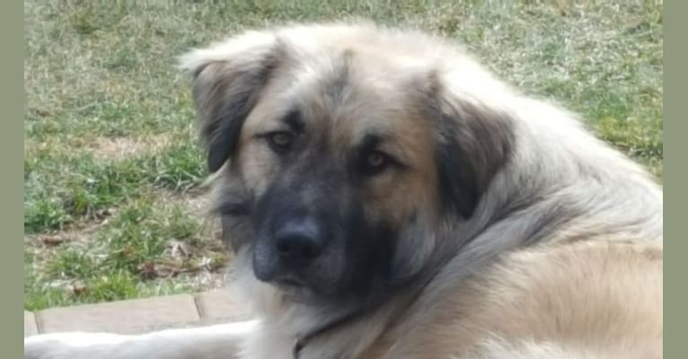Jethro, a Great Pyrenees and Australian Cattle Dog mix tested with EmbarkVet.com