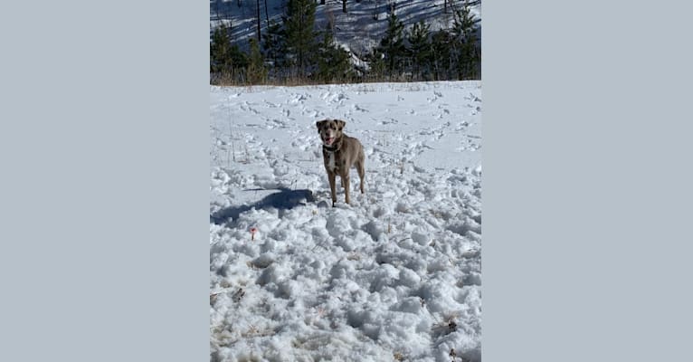 Ziggy, a Labrador Retriever and Rat Terrier mix tested with EmbarkVet.com