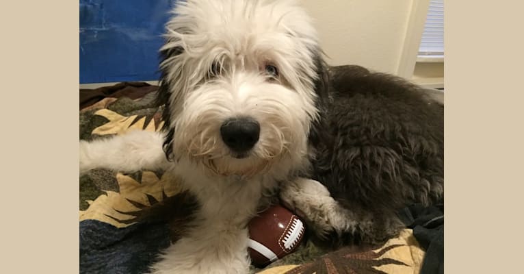 Winston, an Old English Sheepdog tested with EmbarkVet.com