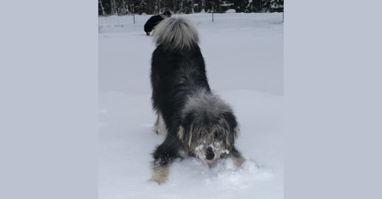 Campari, a Tibetan Mastiff tested with EmbarkVet.com