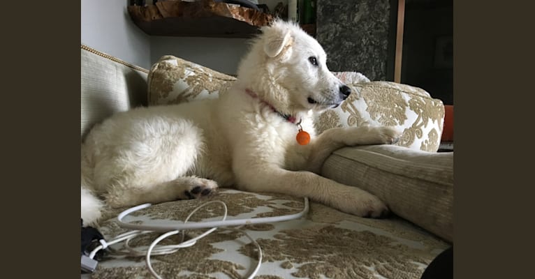 Pyrenees chow mix outlet