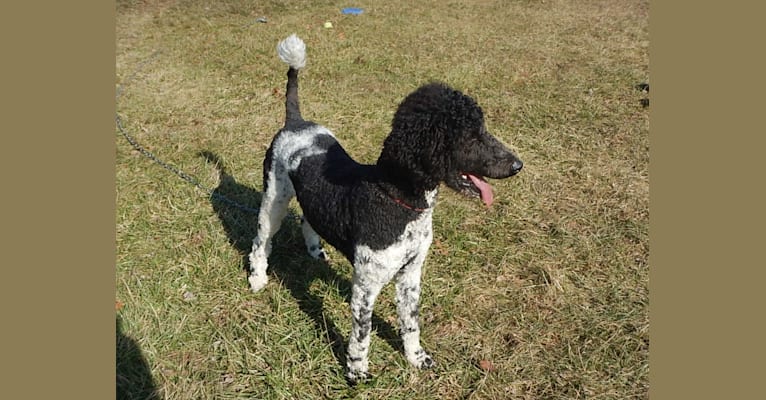 Lady, a Poodle (Standard) tested with EmbarkVet.com