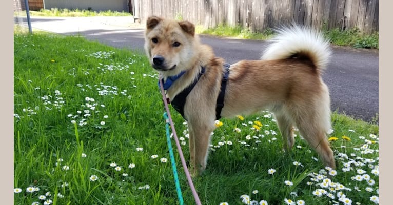 Samson, a Japanese or Korean Village Dog tested with EmbarkVet.com