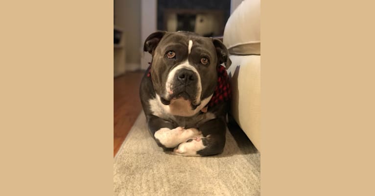 Photo of Higgins, an American Bully  in Lancaster, California, USA