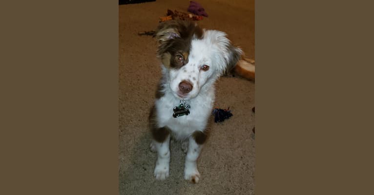 Berlin, an Australian Shepherd tested with EmbarkVet.com