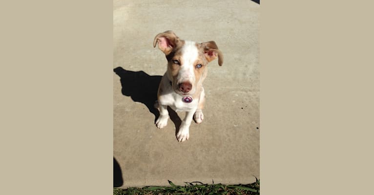 Photo of Captain America, a Rat Terrier, Border Collie, American Pit Bull Terrier, Labrador Retriever, and Mixed mix in Tulsa, Oklahoma, USA