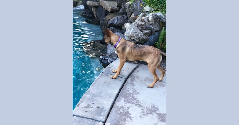 Photo of Lilo, a German Shepherd Dog, Boxer, Belgian Malinois, Australian Cattle Dog, and Mixed mix in California, USA