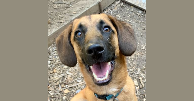 Roux, a Belgian Malinois and Beagle mix tested with EmbarkVet.com