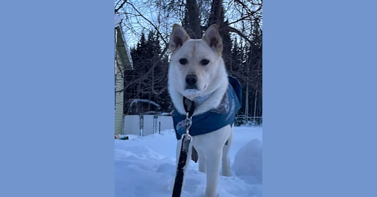 Nala, a Labrador Retriever and Chow Chow mix tested with EmbarkVet.com