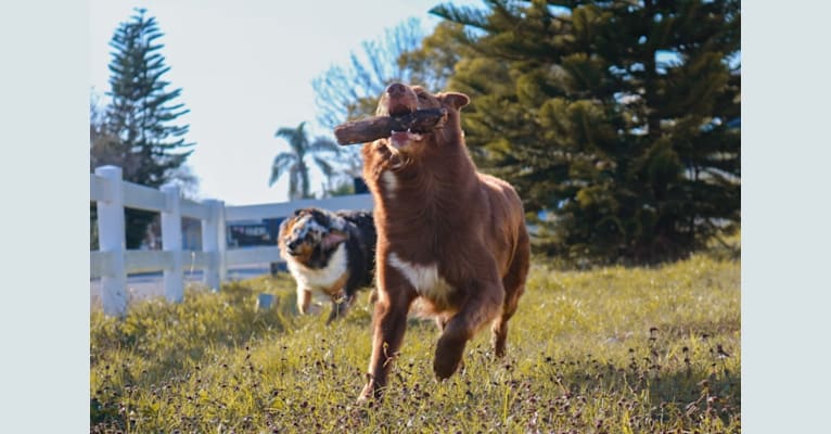 Photo of Layla, an Australian Shepherd Group  in Ocala, FL, USA
