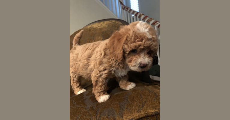 Cutie Pie, a Poodle (Small) and Bichon Frise mix tested with EmbarkVet.com