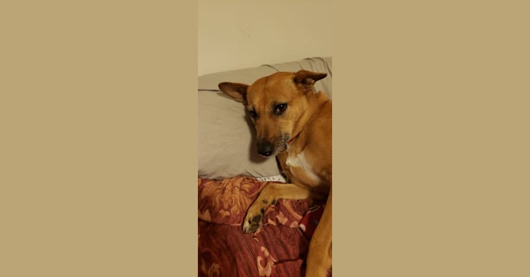 JoJo, a Northern East African Village Dog tested with EmbarkVet.com