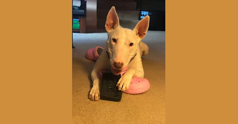 Margo, a Bull Terrier tested with EmbarkVet.com