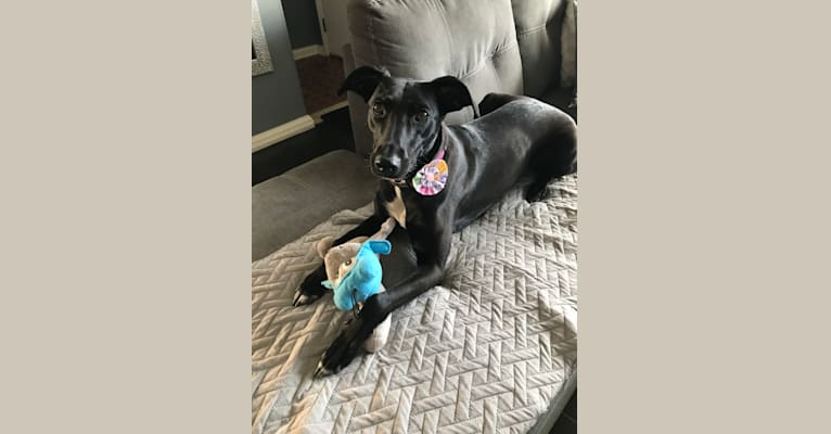 Labrador retriever whippet mix top
