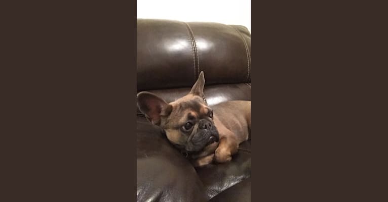 Delilah, a French Bulldog tested with EmbarkVet.com