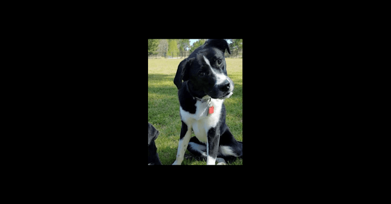 Dexter, a Great Pyrenees and Boxer mix tested with EmbarkVet.com