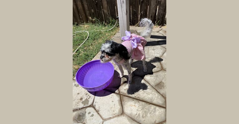 Daizy, a Chihuahua and Cocker Spaniel mix tested with EmbarkVet.com