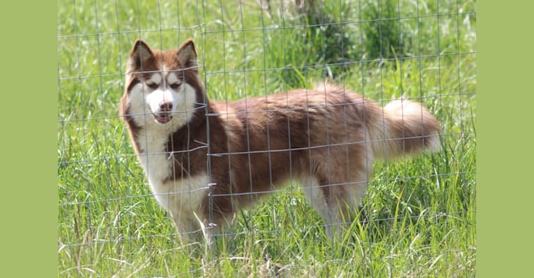 Sitsi, a Siberian Husky tested with EmbarkVet.com