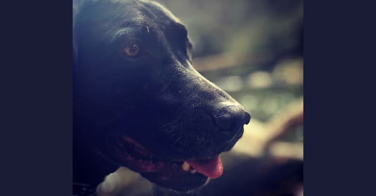 Boone, a Labrador Retriever and Golden Retriever mix tested with EmbarkVet.com