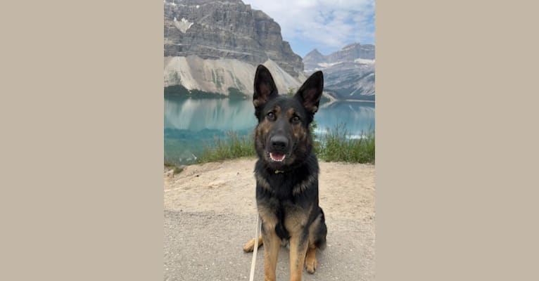 Dino, a German Shepherd Dog tested with EmbarkVet.com