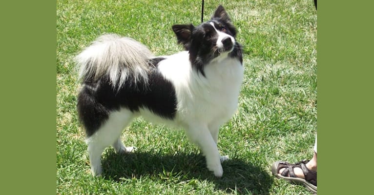 Flinx, an Icelandic Sheepdog tested with EmbarkVet.com