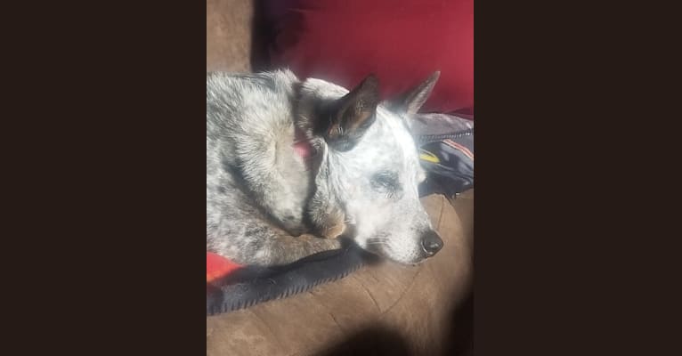 Shadoe, an Australian Cattle Dog tested with EmbarkVet.com