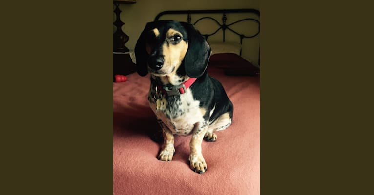 Bandit, a Dachshund (12.1% unresolved) tested with EmbarkVet.com